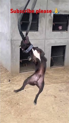 Dog Training 🦮🦅❤️#pitbull #shortsfeed #shorts #shortsviral #apbt #youtube #youtubeshorts #ytshorts