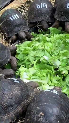 How Fast Do Baby Aldabra Tortoises Eat their Food