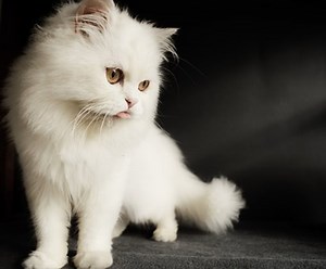 20 Awesome Names for Persian Cats from Persian Mythology