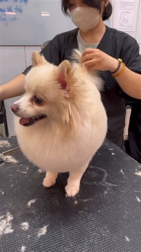 " Fami " la si đố >