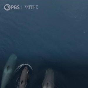 2.6M views · 38K reactions | Killer whales rarely risk hunting leopard seals - Antarctica's second top predator. | Nature | PBS | Facebook