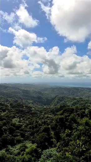 Breathtaking Rainforest Views in Puerto Rico