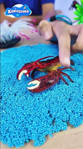 American Lobster Fun Facts for Kids | Sea Animal Learning