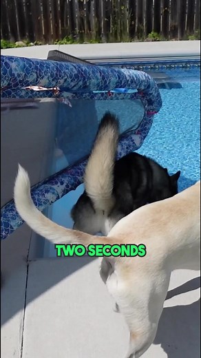 This dog loves swimming in the pool! From the moment you open the gate! Two seconds and she is in the pool! . . #waterdog #PoolTime #dogsswimming #dogs #pets #lifewithahusky