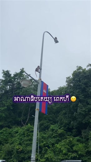 អាណាធិបតេយ្យ ពេកហីស្វា អើយ🙂🥲 បងនឹកអូនណាស់ ❤️🥰#mokeylove #fvpシ♡ #ម៉ាឆាស្វា #កាហ្វេស្វា #fypシ