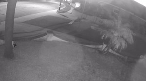 Unexpected Visitor | Coyote Caught on CCTV!"  Witness the...