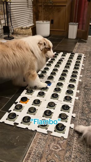 Abba Furgason on Instagram: "“Flambo. Palmer. Relax.” Even Flambo knows when it’s time to clock out 😌 Westminster prep has been intense and I think the boys have officially scheduled a bed rot recovery day. No notes. Just vibes. 🛌🐾 #australianshepherd #dogsofinstagram #talkingdog #dogreels #aussiesofig"