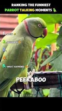 Best Parrot Talking Moments ❤️