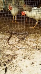 2.4M views · 4.8K reactions | Snake vs Chicken #snake #chicken #animals #fight #interesting #viralreels #viral | RandomFeed.org | Facebook