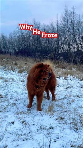 ⭐️ Why Do Dogs Stop Running All Of A Sudden? ⭐️ #chowchow #viraldog #dog