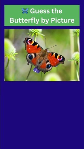 Guess the Butterfly by Picture 🦋 | Butterfly Quiz 🌸✨ | Vocabulary | Animal Quiz
