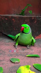 Cute Talking Parrot #parrot #reels #talkingparrot #parrots | Chandu Dot Com