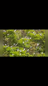 ⭕️ Save Help and Protect Endangered parrot ... 🔴 The Democratic Republic of Congo (DRC) issued a nationwide decree, banning the capture, possession, sale, and transport of African Grey Parrots (Psittacus erithacus), making it a criminal offense to do so, a major win for conservation against rampant trapping for the pet trade. The decree grants the species full legal protection, criminalizing all capture, possession, killing, sale, and transport within the DRC. This move follows years of intense