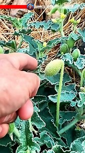 strzelający ogórek, ecballium elaterium PL, roślina wystrzeliwująca nasiona, eksplodujące owoce, ciekawostki botaniczne, nature facts PL, niezwykłe rośliny, exploding cucumber, presja w owocu, unikalne mechanizmy roślin | To Ciekawe