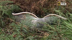 28K views · 804 reactions | À l'ombre des eucalyptus, l'oiseau lyre (Menura), imitateur hors pair, répète son tour de chant  | Nat Geo Wild France | Facebook
