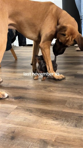 our babies 😭 #dachshund #boxerdog #cute #puppy #oneyearago