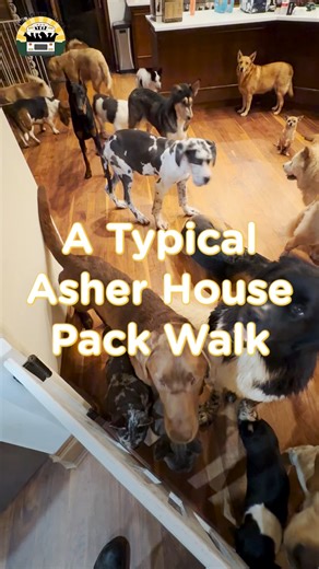 I love pack walks, you love pack walks, we all love pack walks! A typical Asher House pack walk ❤️ | The Asher House