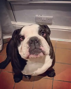 Vinny jones 懶there trying to cut my paws off and stab me SEND HELP...