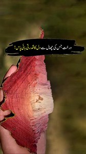 The Miracle Tree With Red Bark for Heart Health #healtylifestyle #arjuna #hindi #urdu #viralreels | Viral in Pakistan Media