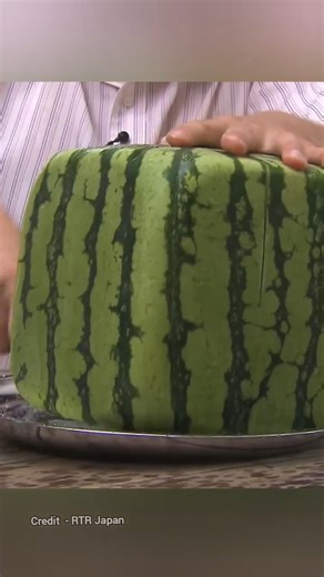 Watermelon: square not circular #watermelon #ytshort #ytviralvideo #viralvideo #amazingfacts #omg