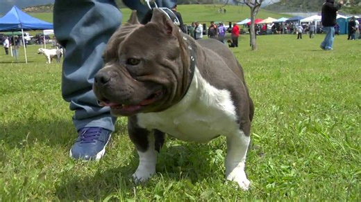 World's tiniest pit bull - Edgexotic Lil' Chico