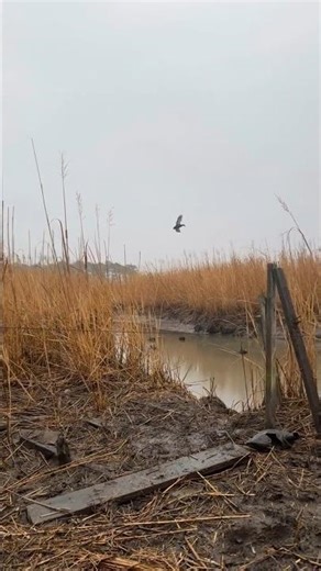 Mallard duck hunting 🦆 nice shoot 😳 #foryou #smokedduck #foodlover #nature #hunting #wildlife#shorts
