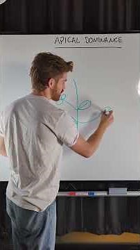 OCR A-Level Biology - Apical dominance explained #myedspace #myedspacebiology #biology #alevels