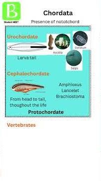 Chordata - Animal kingdom | Vertebrates | NEET Biology Basic concepts series #chordata #vertebrata