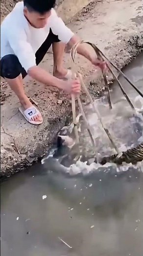 Easy catching process of fish with a bamboo basket
