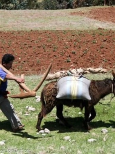 Mule,khachar “RealWorld Facts” I Info with Azaan #facts #trending #shortfeeds