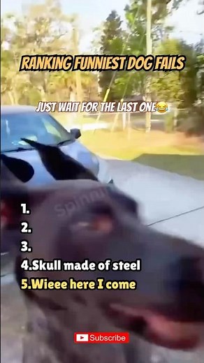 Ranking Funniest DOG FAILS Ever: Dumbest Dog Edition! 🐕💥 #Shorts