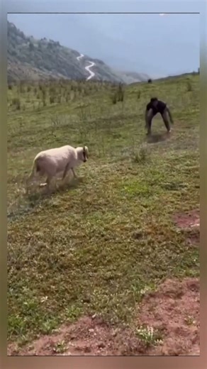 Funny Animal Attacks You MUST See 🤣 #funnyanimals #shorts