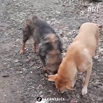 6.4M views · 261K reactions | These homeless dogs deserve the world! | MetDaan Tips | Facebook