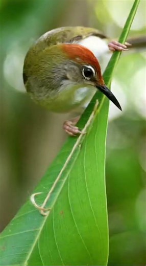Unbelievable Leaf Sewing Bird #animalcomedy #birds #constructionhelmet #animalreels #wildlife