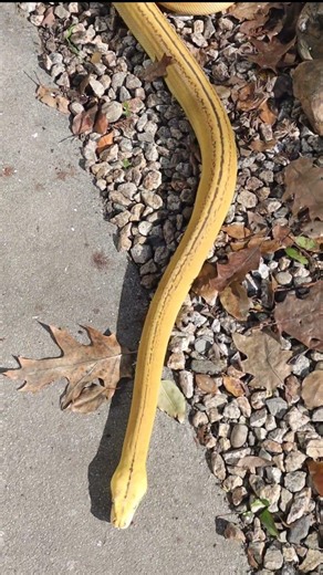 Reticulated Python Glowing In The Sun #snake #reticulatedpython #reptiles