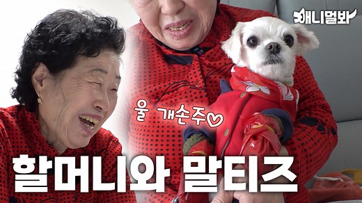 80K views · 612 reactions | 애니멀봐 치트키 '할머니와 강아지' 등장, 근데 참지않는 말티즈를...