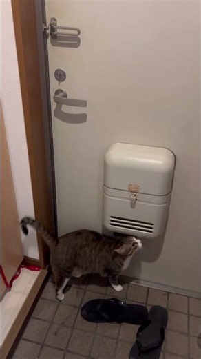 22:20友達呼びよる🐈#キジトラ白猫 #cat #猫#ねこ#ネコ#保護猫#ねこのいる生活 #ねこのいる暮らし#キジ白