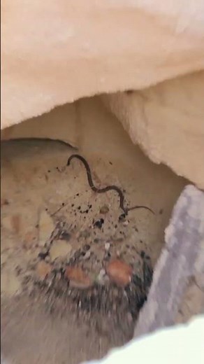 High-Risk Mining Expedition Is Interrupted By A Venomous Snake! #outbackopalhunters #shorts