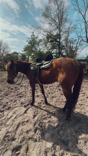 @Best Ever Custom Saddle Pads @EW Muletape Halters @Weaver Equine @Southeast Saddles @Saddlery Silva @Professionals Choice @L&W Bits @arromero3backup #fyp #barrelhorse