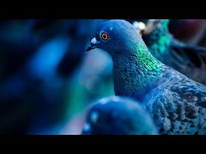 RELAXING PIGEON NOISES! GREAT SOUND FOR STUDYING, HOMEWORK, OFFICE WORK AND SLEEPING