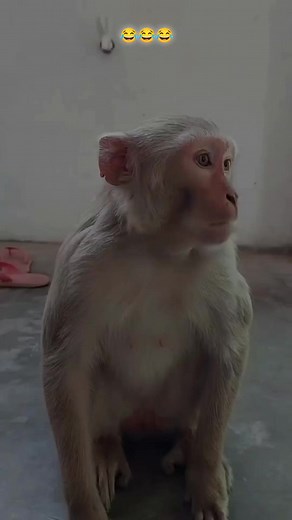 Reply kr diya 😝😁😂 #funny #comedy | Md Shahid Hussain