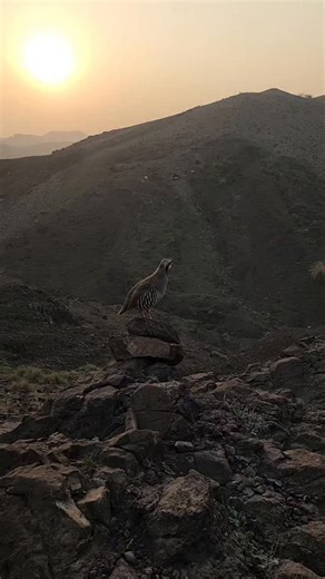 TeetarclubKpk on Instagram: "Nature’s Morning Song – Chukar on the Rocks #wildlife"