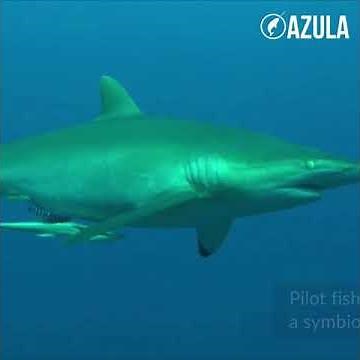 Pilot Fish & Great White Shark Are BFFs | Azula