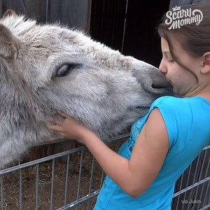 210K views · 756 shares | A beautiful moment is captured on video when a girl reunites with the donkey she helped raise. | Scary Mommy Time Out | Facebook