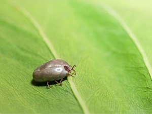 As Tick Season Starts In CA, Know What To Watch Out For