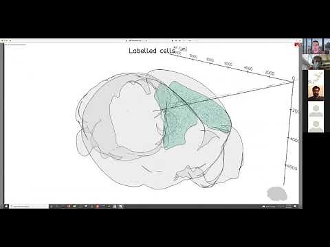 Using brainrender for whole brain visualization