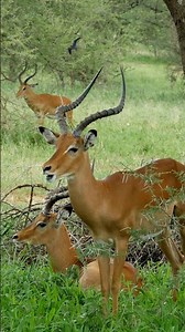 What does antelope sound like? #antelope #animals #animalsounds #amthanhdongvat