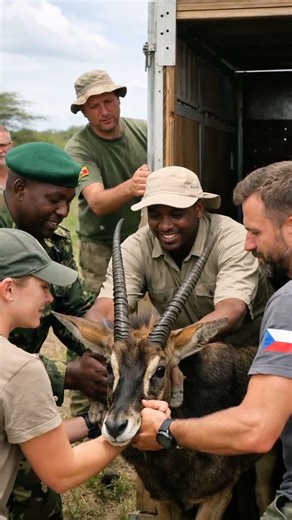Endangered antelopes flown to Kenya from Czech zoo in 'historic homecoming' #Shorts