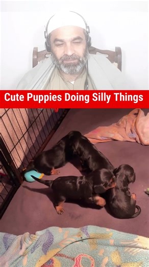 Cute Animals Video EP 76 #cutepuppiesvideos #funnyanimals #funnydogsvideos #cutepuppyvideo #shorts