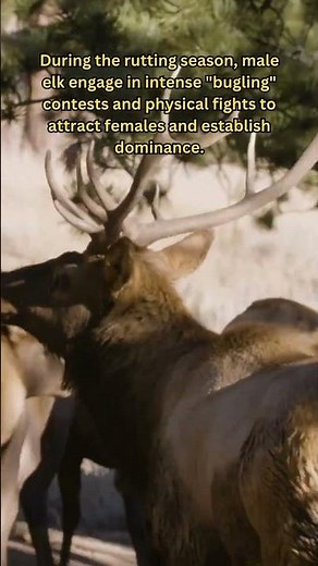 ELK, Breeding Behavior #Shorts